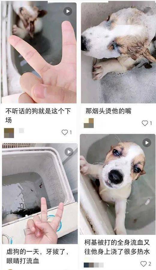 用户|可恶!宠物狗被拔牙、浇热水扔进洗衣机!