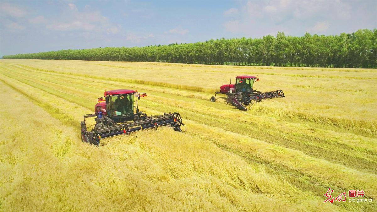 Picture|Wheat harvested in NE China's Heilongjiang Province