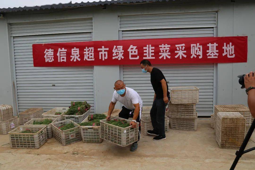 德信泉超市绿色韭菜鲜嫩可口想吃放心韭菜就来德信泉超市让你无法拒绝