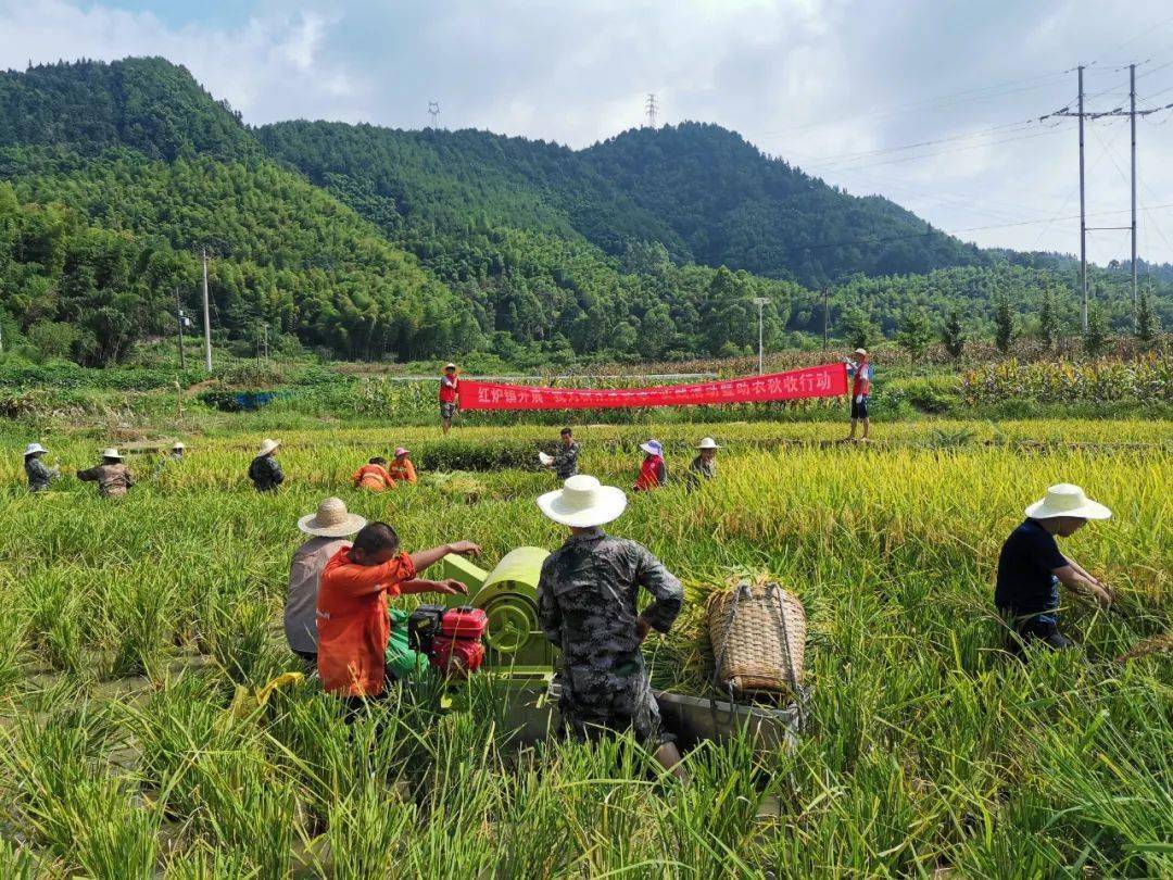 永川区红炉镇:干部下农田,谷粒归粮仓