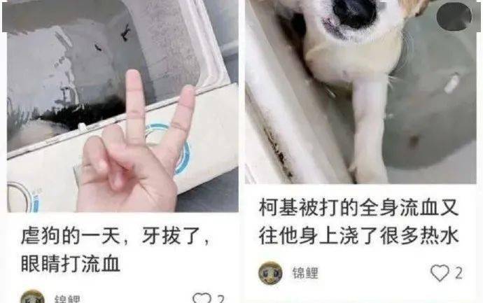 用户|全网都在寻找洗衣机柯基！希望我们还来得及...