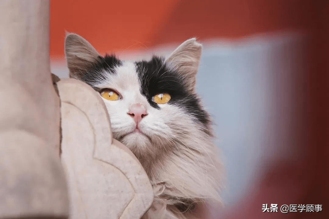 观复博物馆所有的猫_观复猫系列内容介绍_观复猫博物馆地址