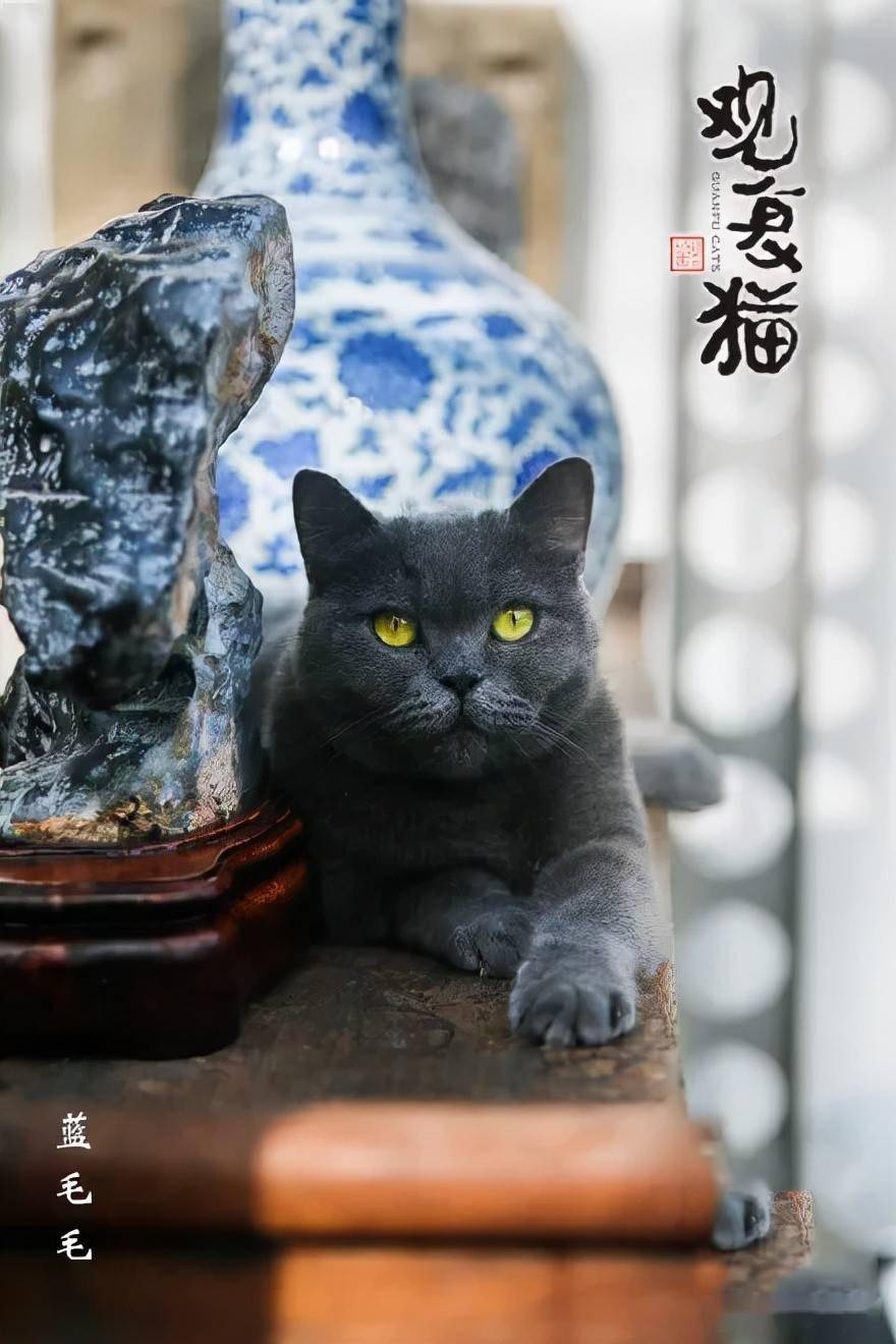 观复猫博物馆地址_观复猫系列内容介绍_观复博物馆所有的猫