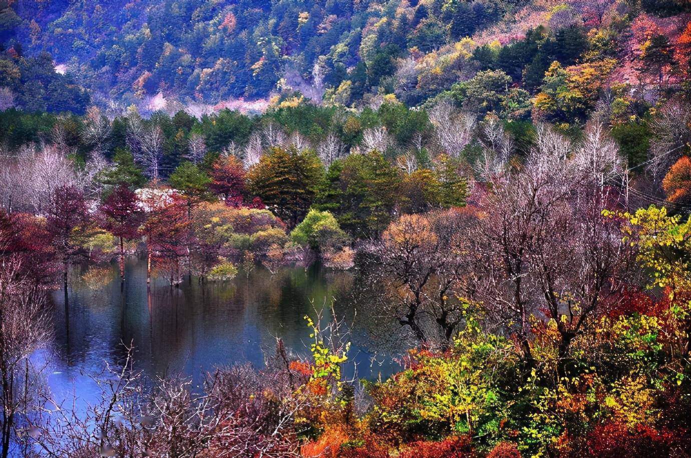 秋天的黄柏塬,是一幅长卷风景油画,彩林缤纷绚烂让人挪不开眼