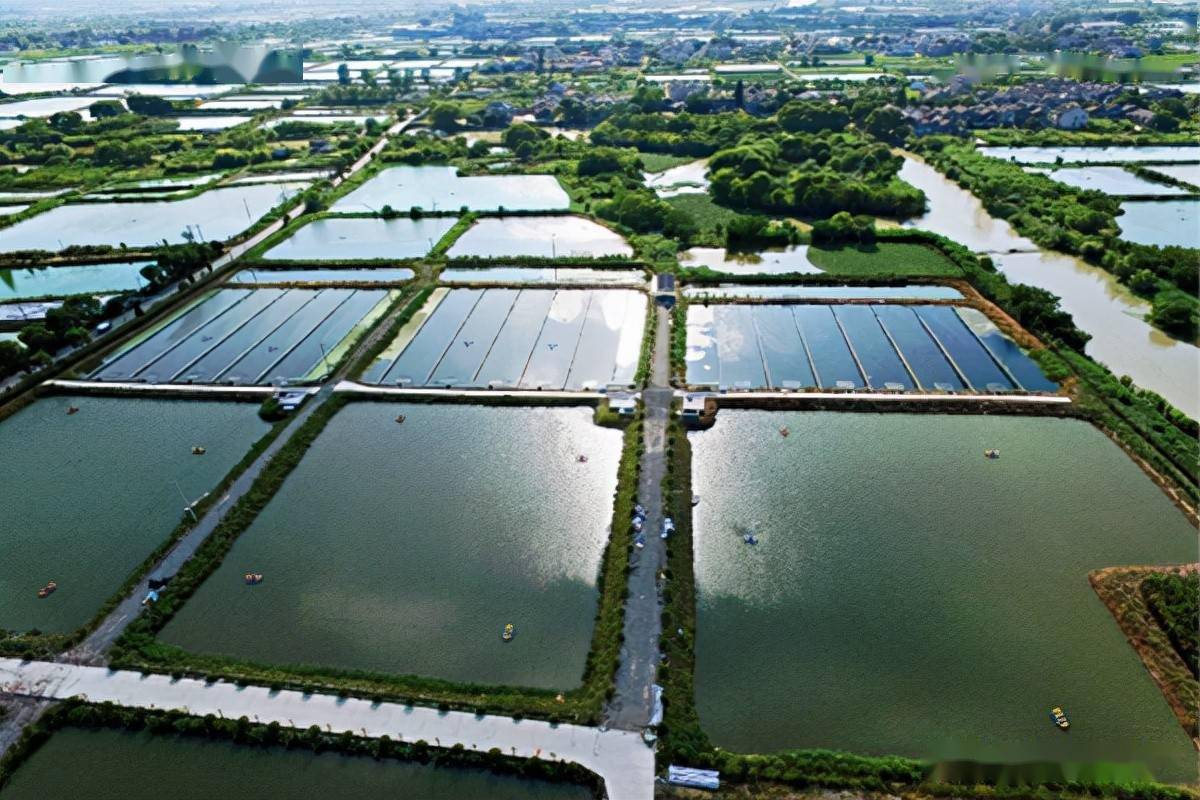 然而鲜为人知的是,当地却被青虾产量低,价格卖不动,养殖效益