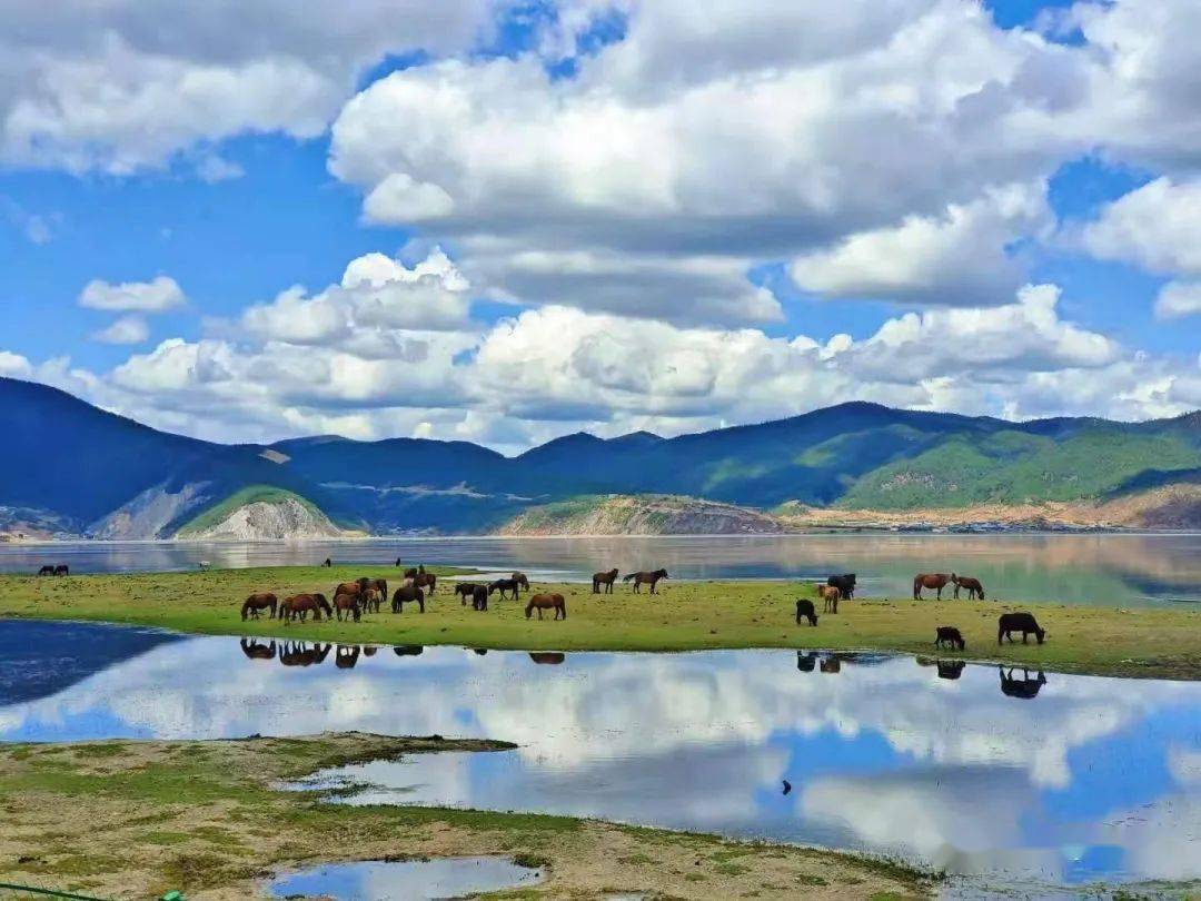 【cop15】光明日报记者眼中的香格里拉纳帕海_保护