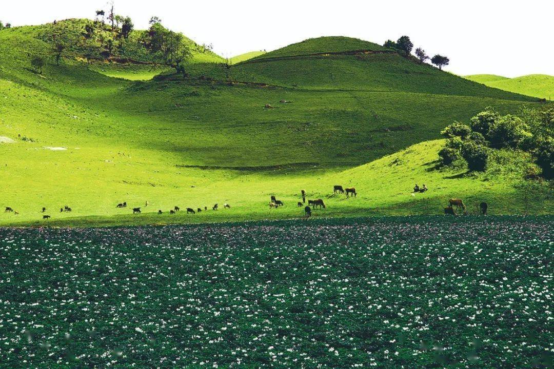 乡村旅游看临沧丨大浪坝——水边邂逅浪漫_南美