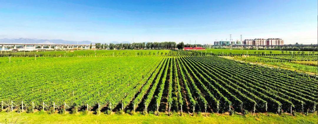 国际|北京房山——许你一场浪漫的葡萄酒之旅