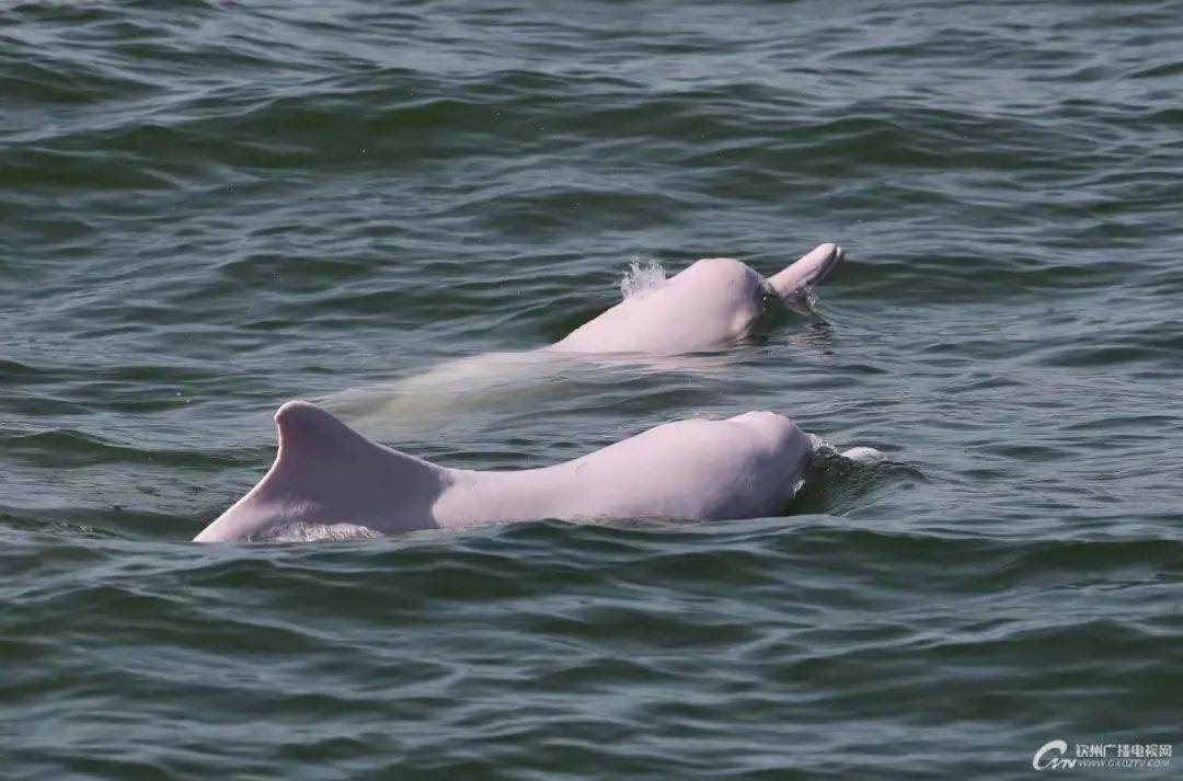【海豚日记】和你一起慢慢变老_三娘湾