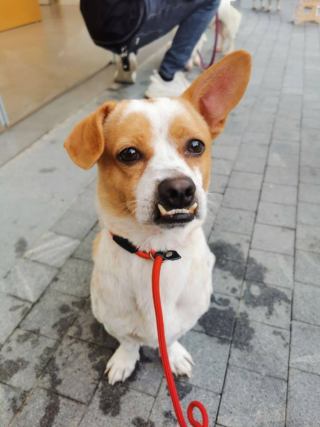 【阿猫阿狗第1513期公益】8月20日,领养专辑:可盐可甜,在线寻家