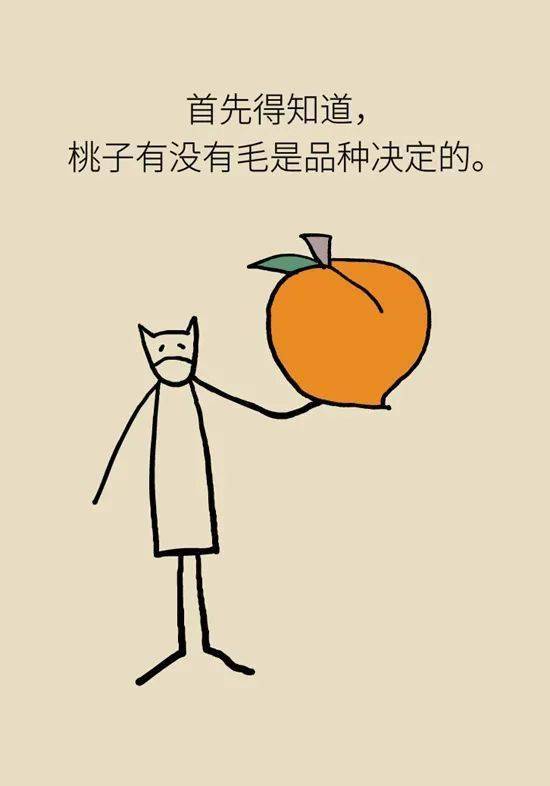 爱吃桃的你知道毛桃油桃黄桃白桃有什么不一样吗