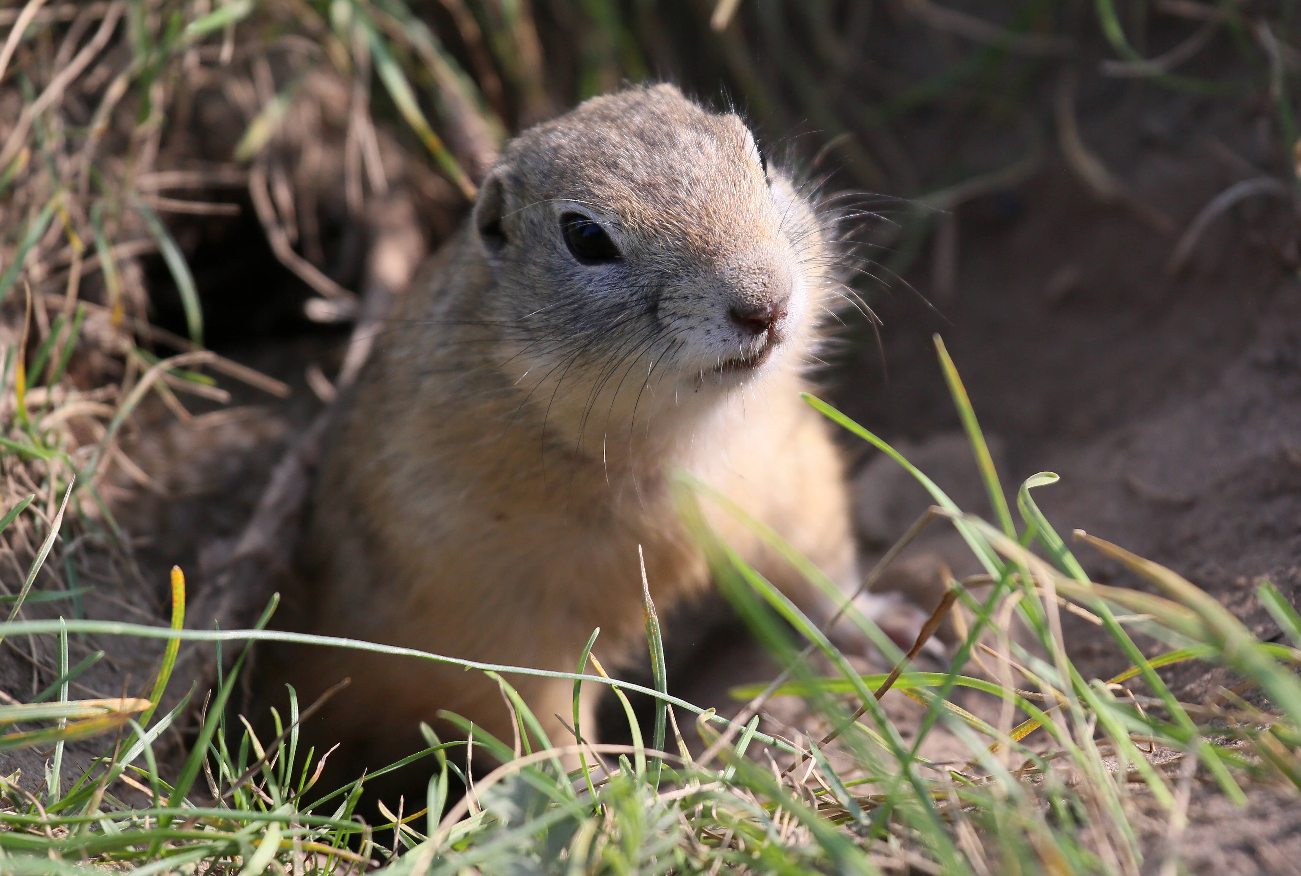 俄罗斯:塔季舍夫岛上的地松鼠