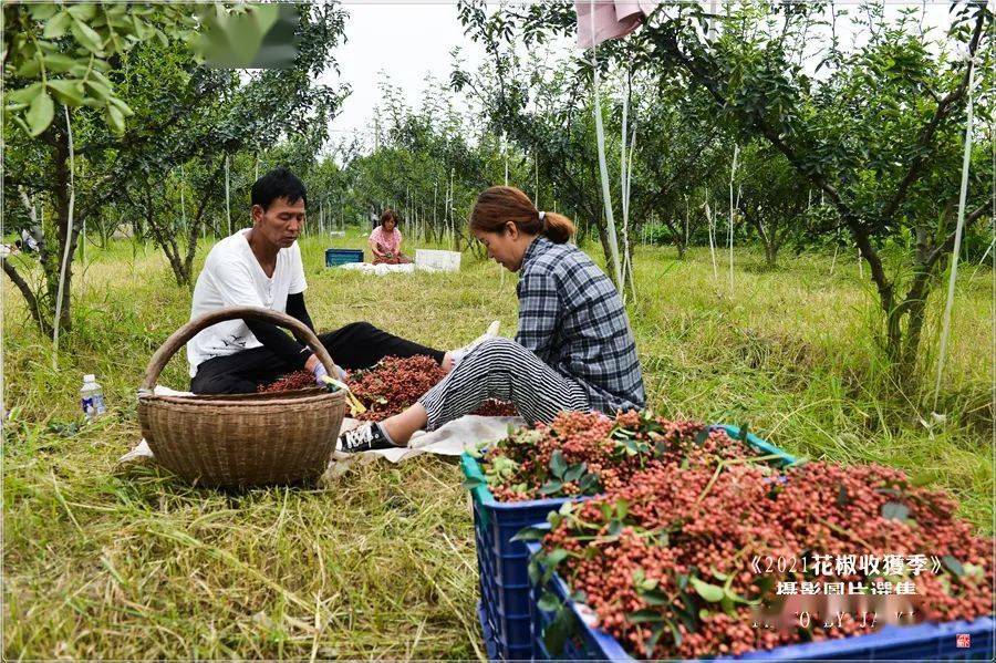 屈伟力2021花椒收获季最美的人儿摄影图片视频辑