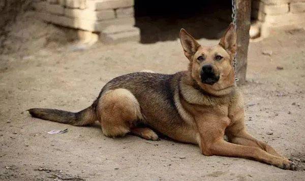 土狗大黄每天5点出门天黑准时回家主人好奇跟着它泪流满面