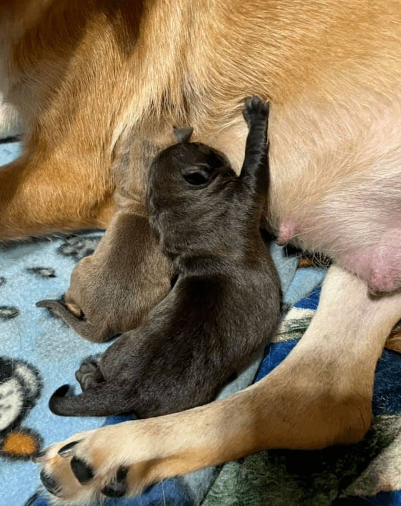 丧子狗妈妈遇到10只孤儿狗宝宝,它做出了一个举动,让所有人泪目