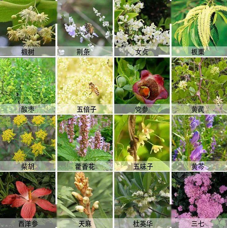 大叔讲解说,這些野生植物就是土蜂采蜜的蜜源,蜂采的是百花蜜.