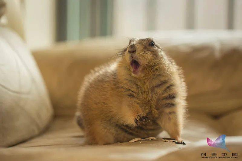 传播|警惕鼠疫！病情危重，患者曾多次就诊……