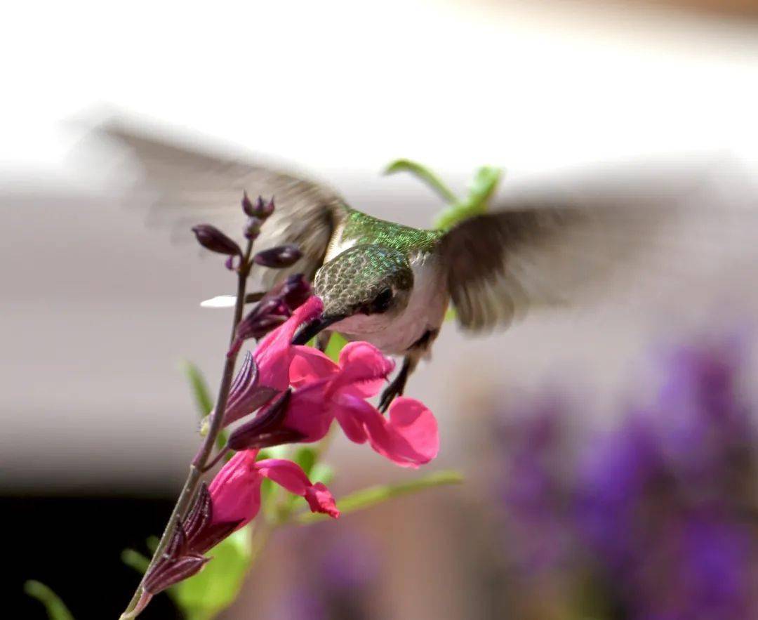 蜂鸟吻花是惊艳二