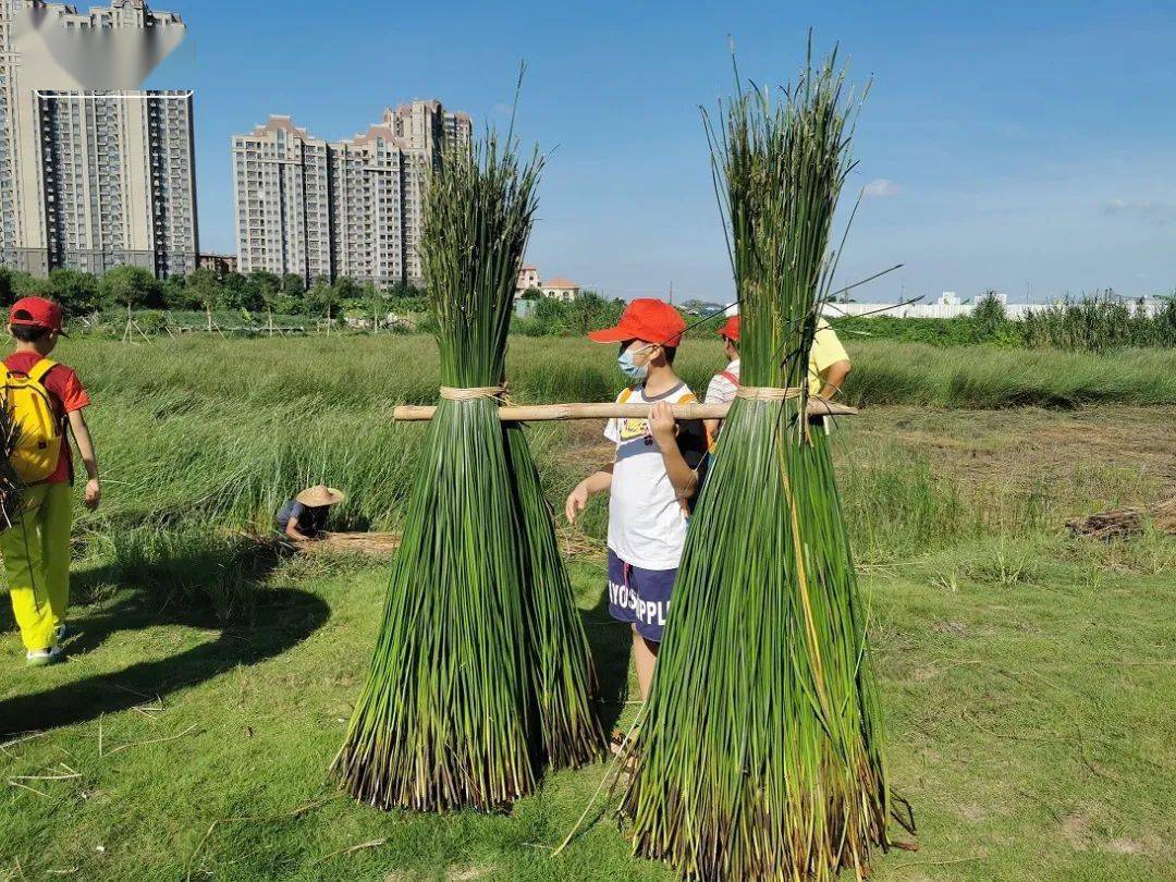 小记者走进沙田印象莞草文化季活动圆满举办