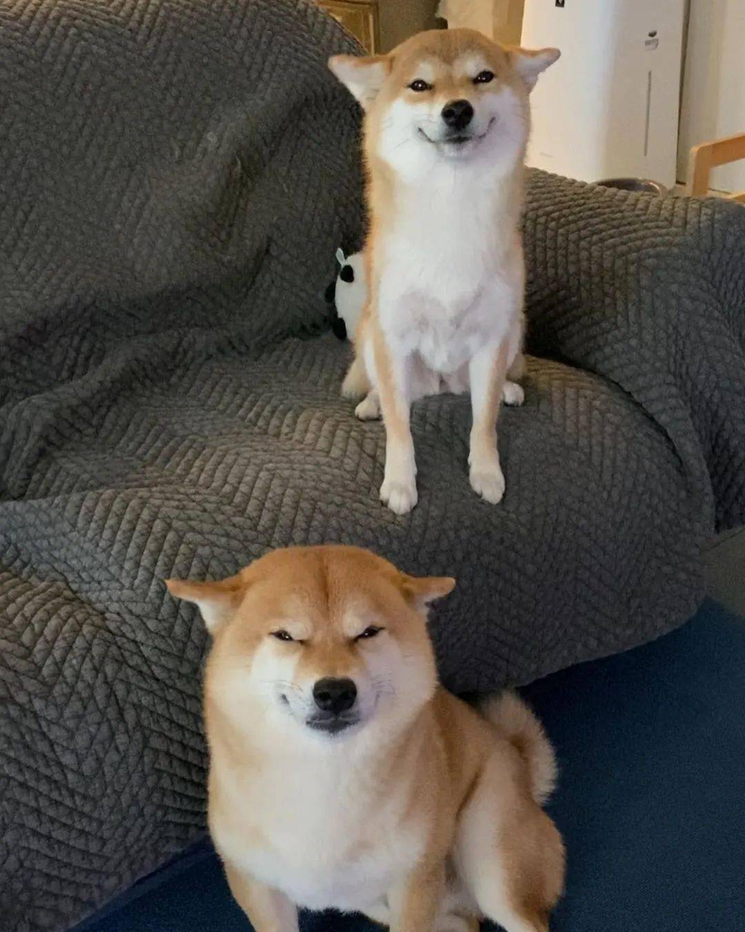 您好采访一下,你们柴犬的谄媚表情是全世界统一的吗?