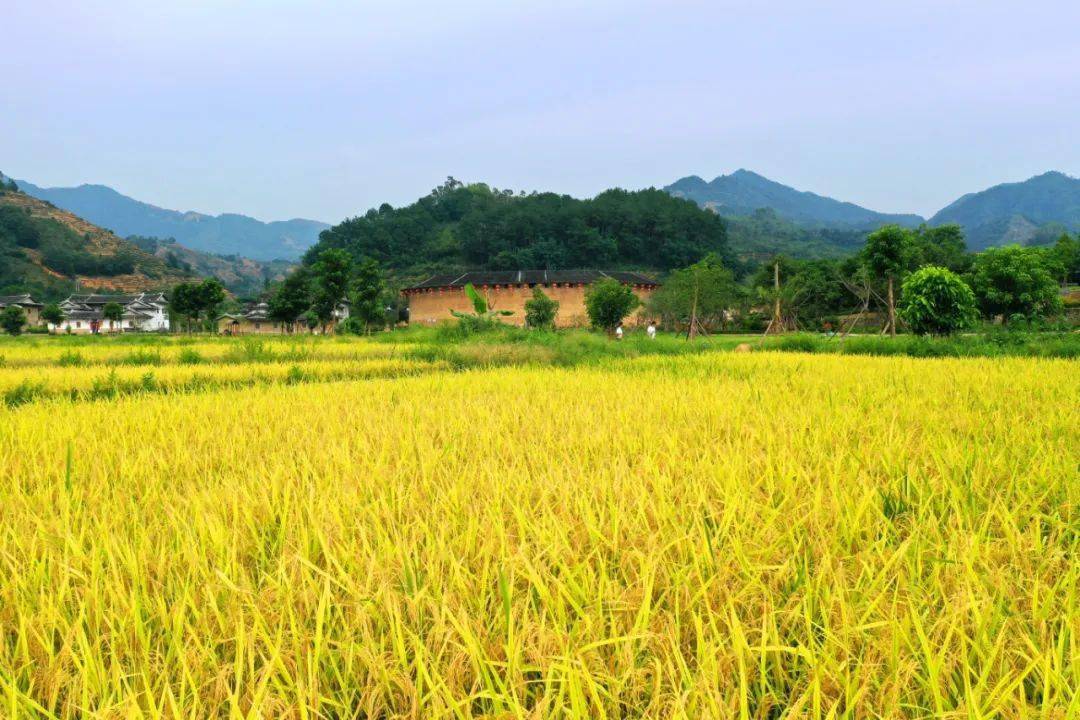 处暑华安大地土楼群百亩水稻田准备开镰收割