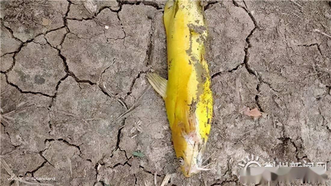 6个养殖户的黄颡鱼变成"香蕉鱼",市场监管所是这么处理的