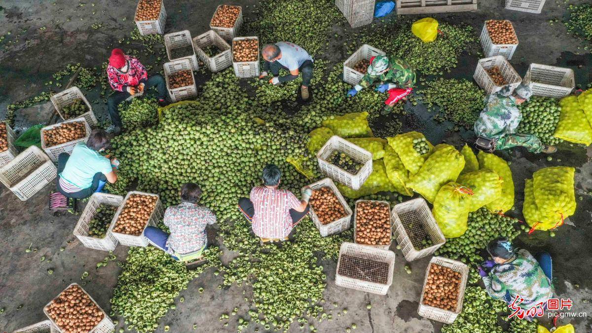 in|Walnut industry developed in N China's Hebei Province