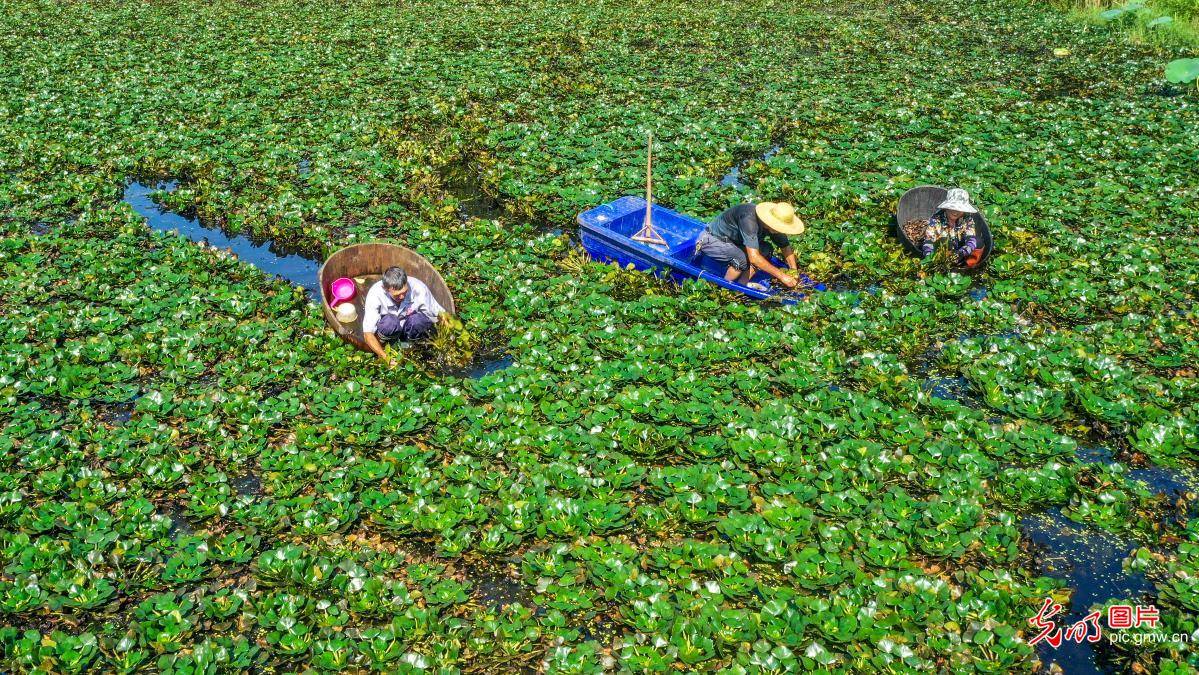 Village|Farmers harvesting water chestnut in E China's Zhejiang Province