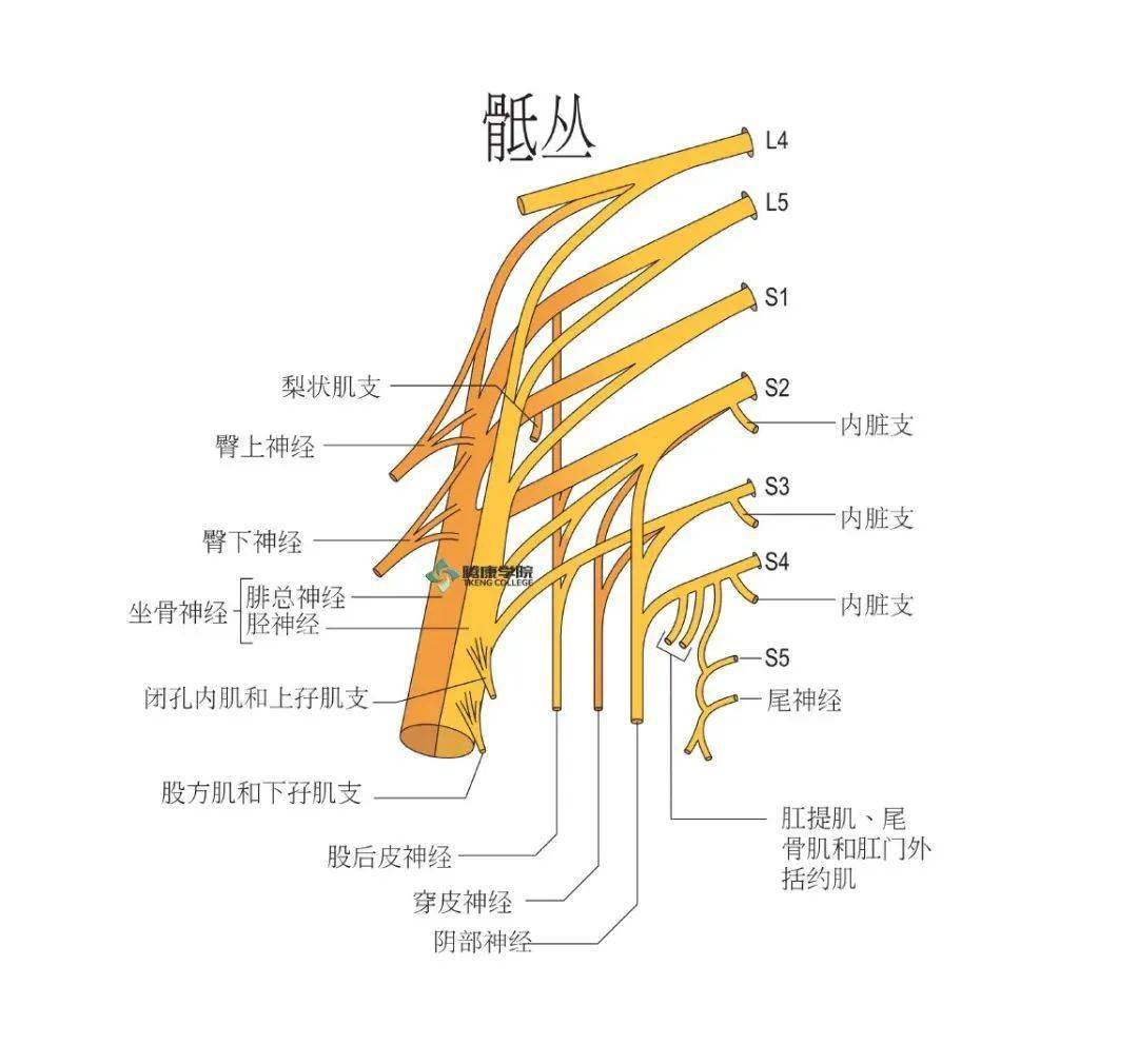 臀上神經 (l4,5,s1)伴臀上動,靜脈經梨狀肌上孔出盆腔,行於臀中,小肌