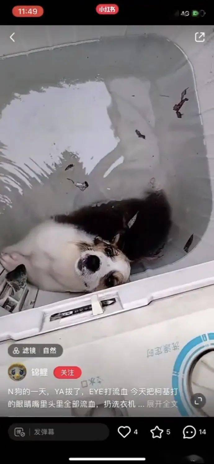 李某阳|洗衣机柯基终于找到,还活着!可还是留给了施虐者养……