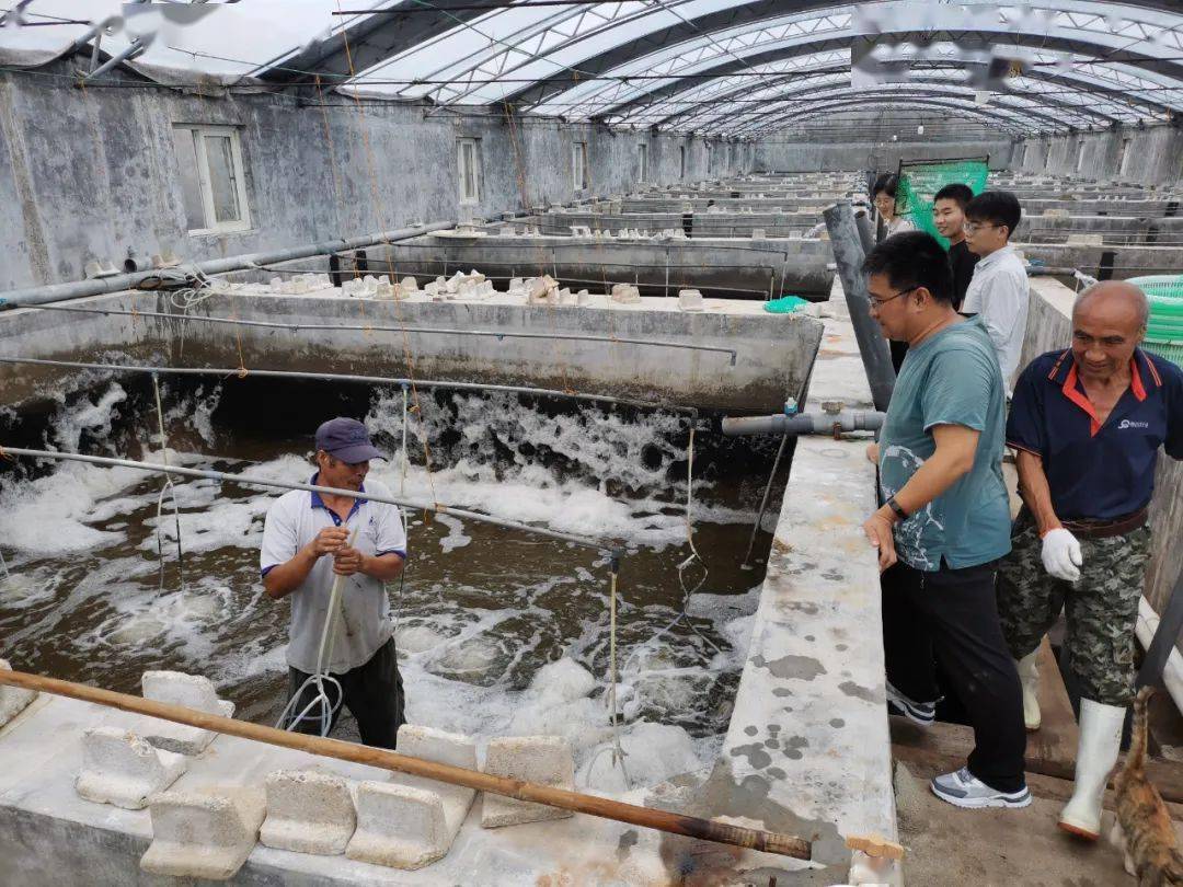 成活率926一对虾工厂化养殖模式通过验收