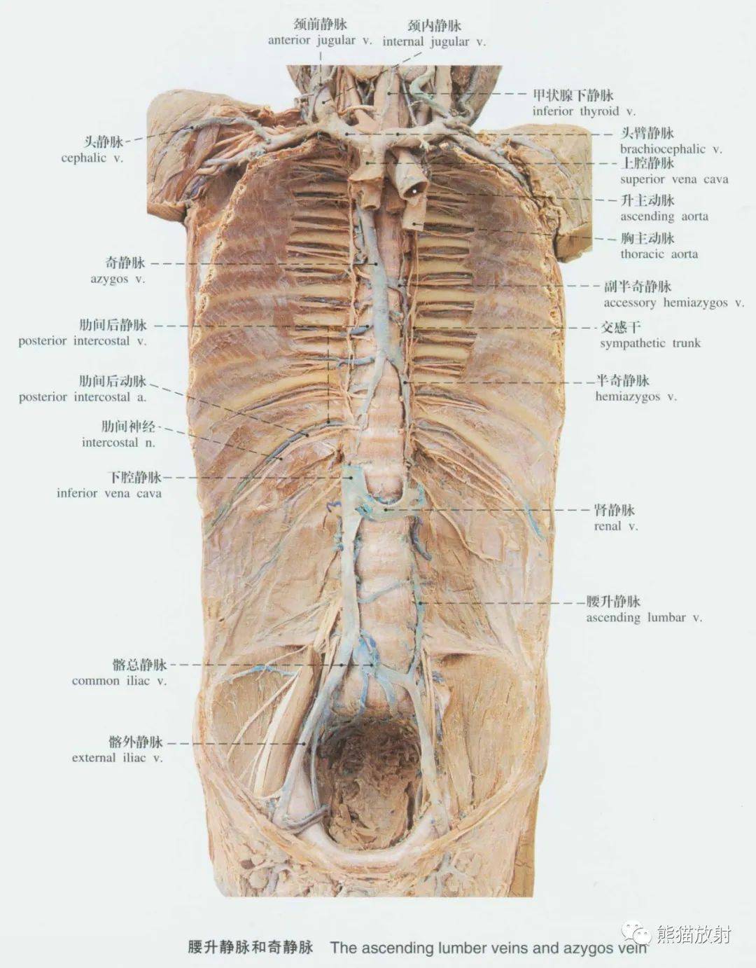 犬前肢静脉解剖图图片