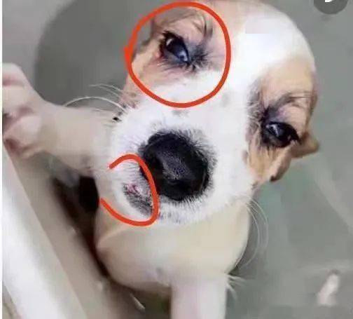 李某阳|洗衣机柯基终于找到,还活着!可还是留给了施虐者养……