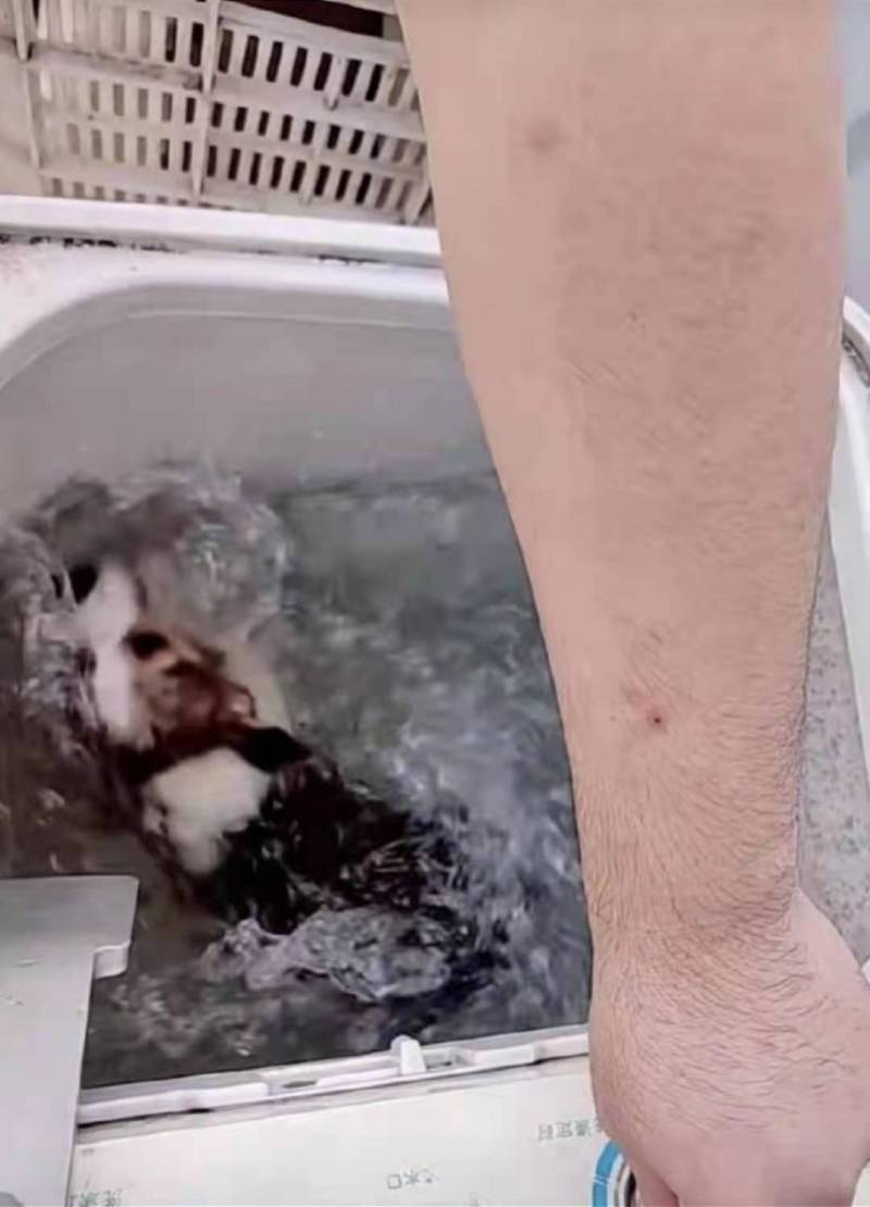 "用洗衣机搅洗柯基"案犬主认错!其朋友编造虐狗谣言被拘留