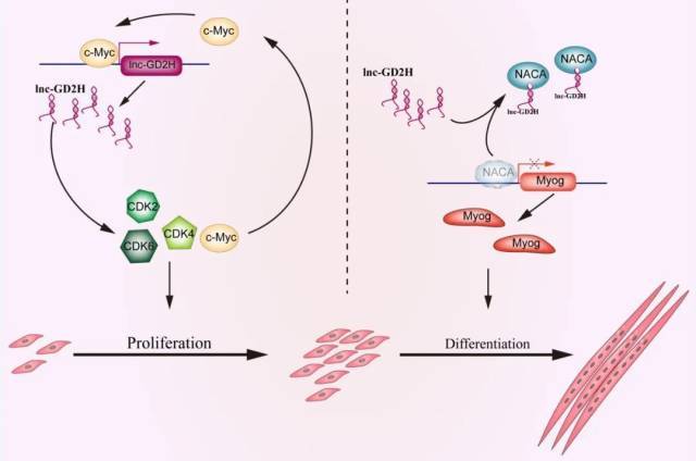 团队|新发现！广州科研团队首次报道特定物质可促进肌损伤修复