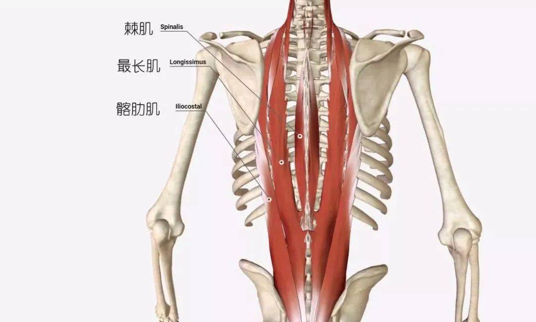 收藏常見上肢肌肉的解剖學習要點