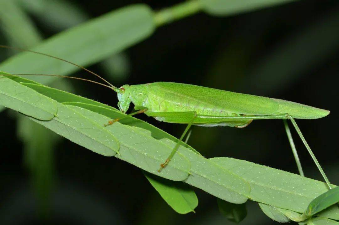 仔細尋找草叢和灌木,鐮尾露螽 phaneroptera falcate 在草叢中優雅地