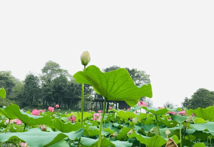 景区|重庆巴南：云林天乡 遇最美初秋