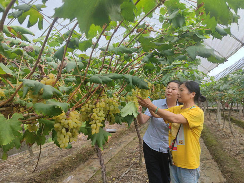 银行|“葡萄西施”创业记——《赣鄱小康 邮储担当》系列报道（一）