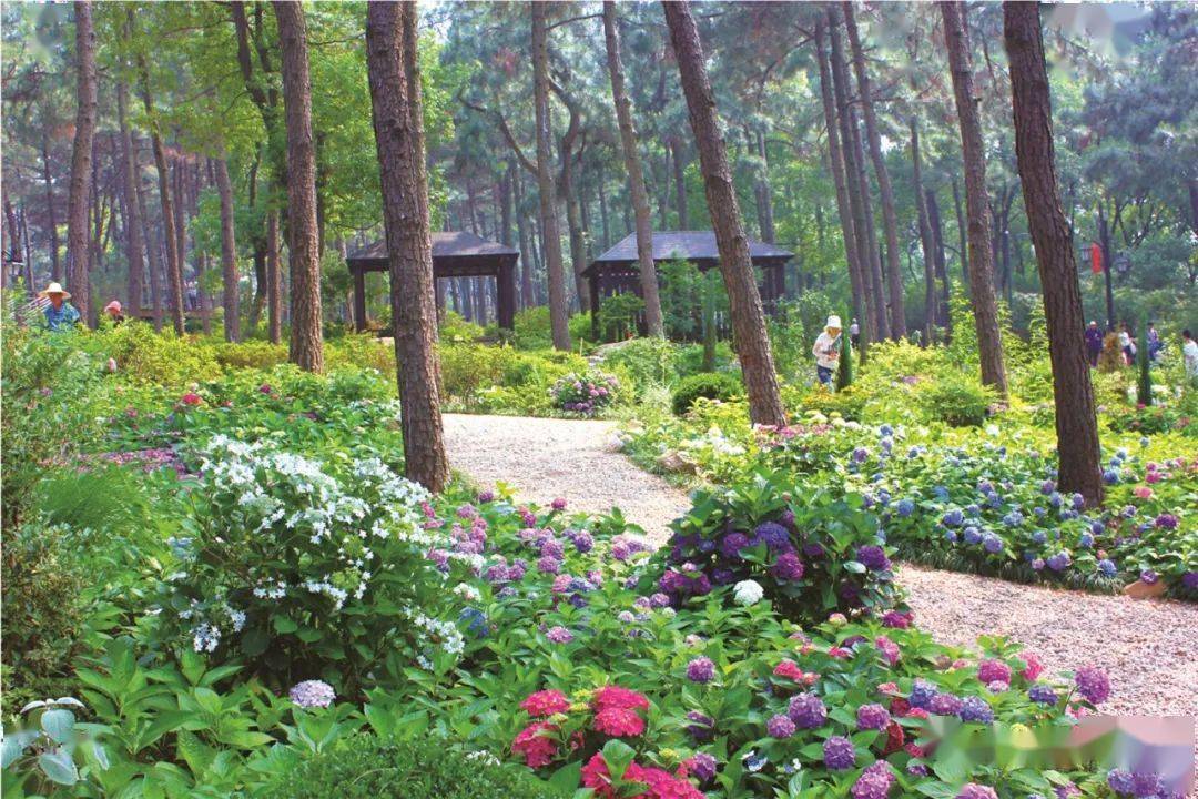 繡球植物景觀營造探討——以杭州餘杭臨平公園繡球園為例 | 技術