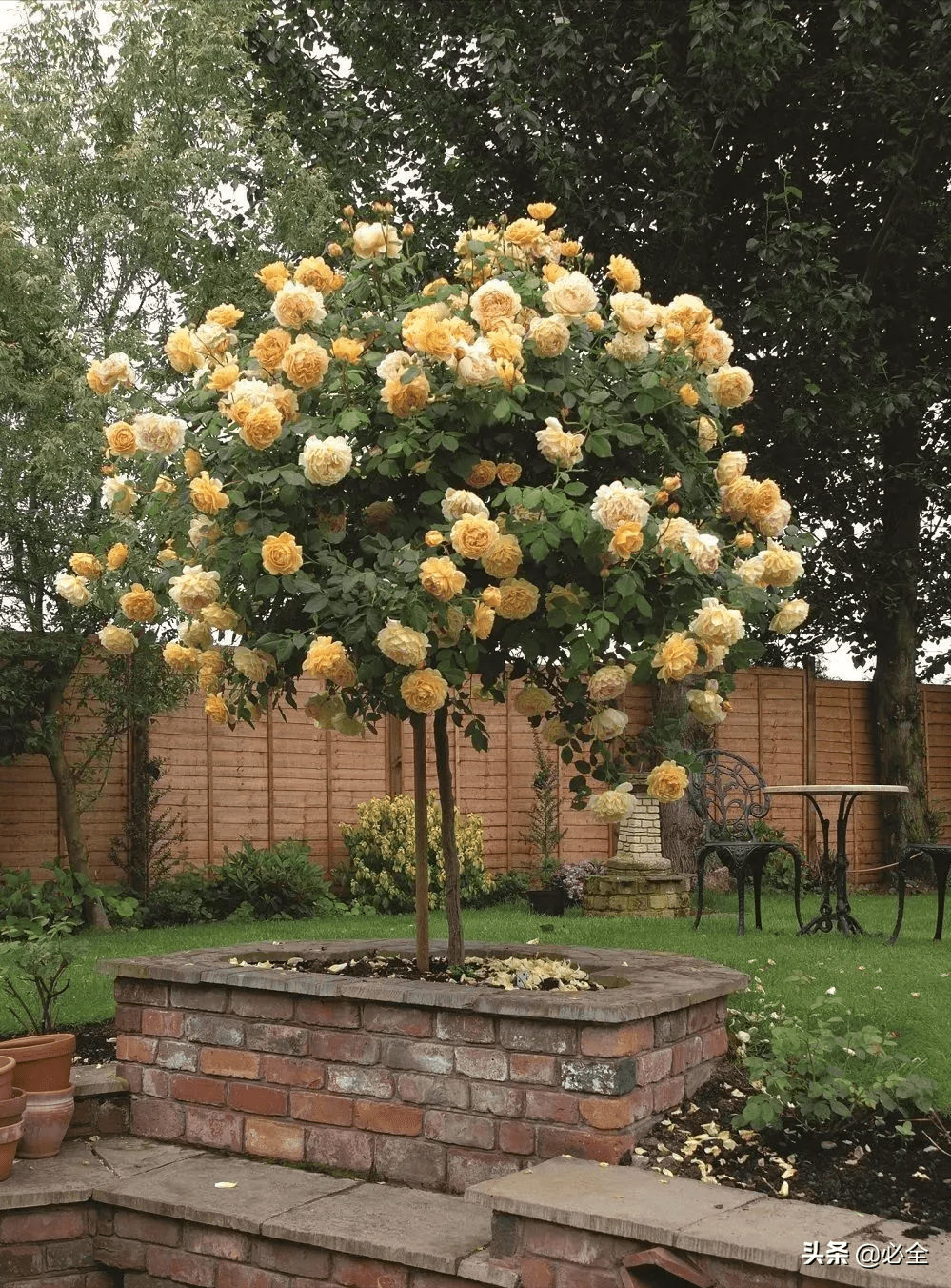 月季花修剪方法视频全集 8ea46fb3d10940d88dfd7ce8674e68c1.png