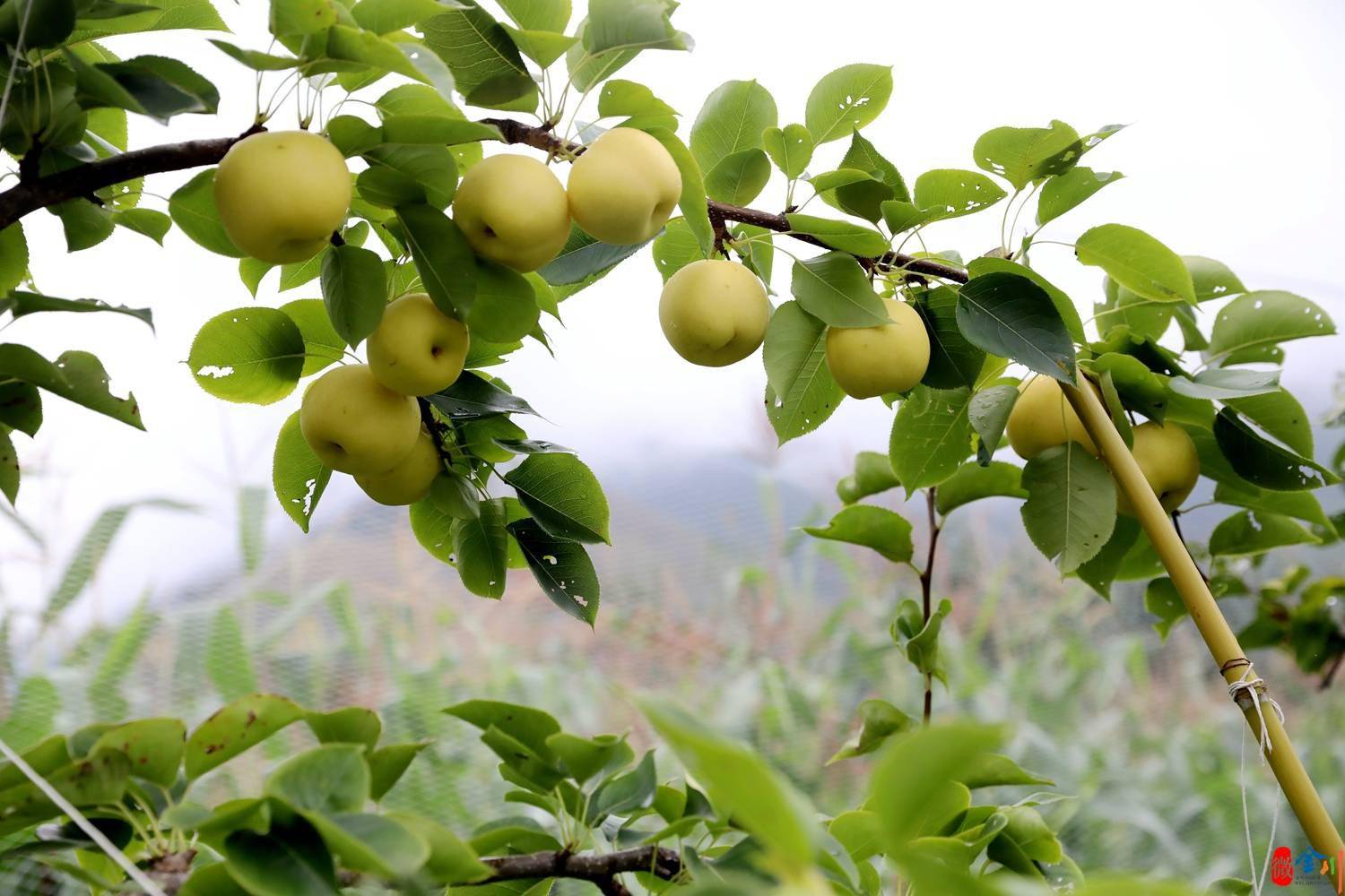 【乡村振兴】又是一年丰收季 雪梨变身致富果