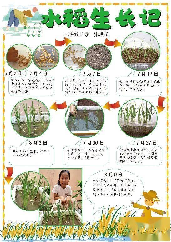 二年级三班 蔡嘉轶《水稻生长记》二年级六班 李靖洲《水稻观察日记》