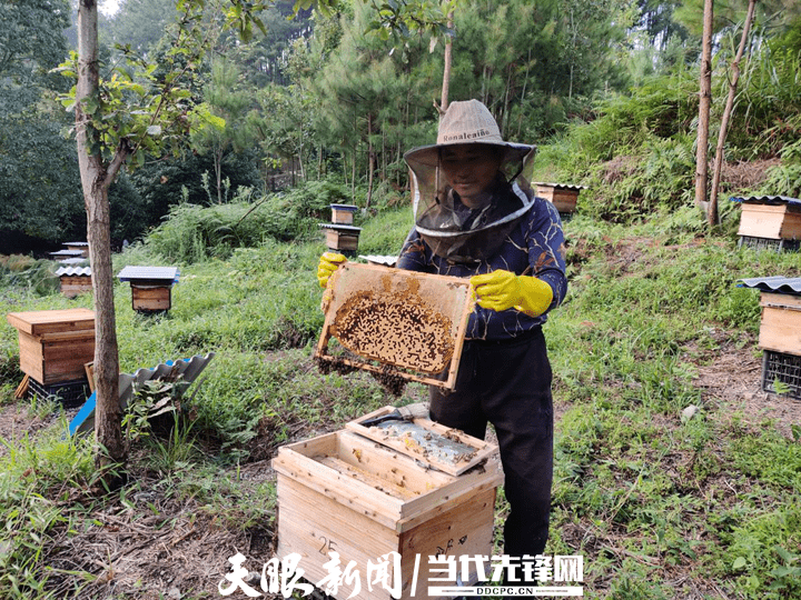 林下经济·养殖 贵州 一群蜂的特色变现力