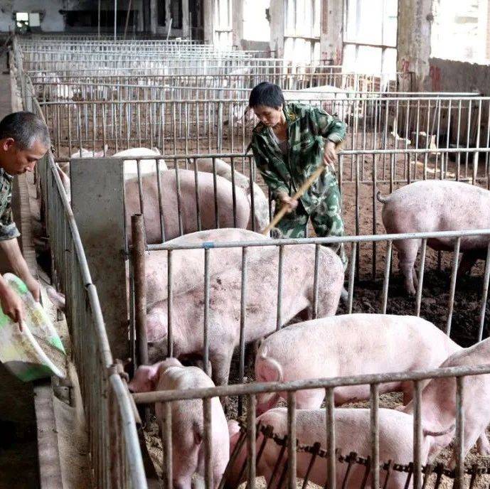 养猪业“急转弯”，国家发布3个变革，对散养户影响大，都变了啥_产能