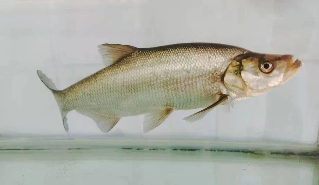 他和团队一起通过十多年时间研发出的鲌鱼新品种——"先锋1号"(杂交鲌