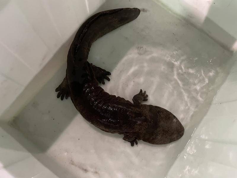 据悉,大鲵,又称"娃娃鱼",属珍稀两栖动物,对生存环境要求极高.