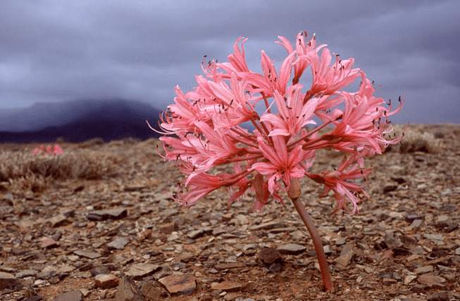 灯台百合非洲沙漠里的球根女王