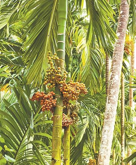 细胞|你吃槟榔，槟榔也在“吃”你