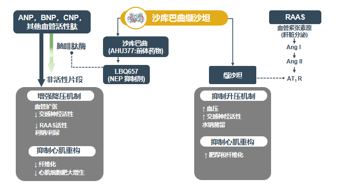 脑啡肽酶抑制剂(arni—沙库巴曲缬沙坦,拥有独特的双重降压机制